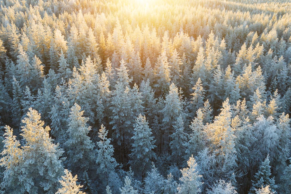 Drönarfoto över frusna tallträd i Norrbotten under vintertid
