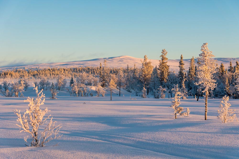 Varm ljus på snötäckta granar med en snötäckt bergstopp i bakgrunden