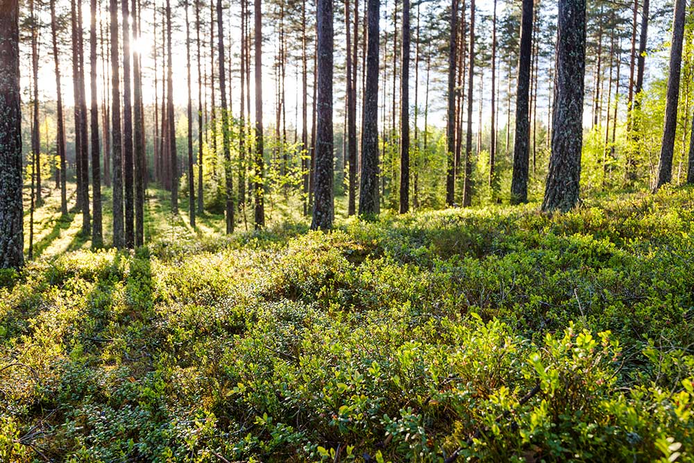 Solstrålar som lyser genom en barrskog under sommaren