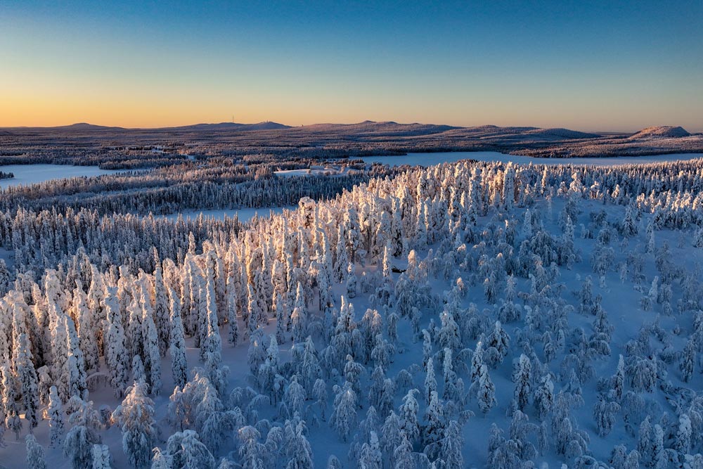 Drönarfoto över frusna tallträd i Norrbotten under vintertid